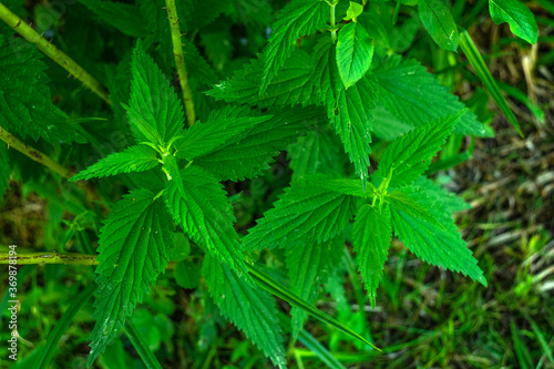 Green leaves of stinging nettle in the garden