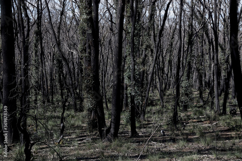 Scenes from Hat Hill Rd, at Blackheath, The Blue Mountains, after the bushfires of Jan 2020, and in a state of recovery.