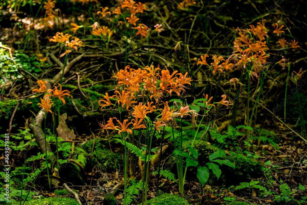 Obraz premium 猪の瀬戸のキツネノカミソリ