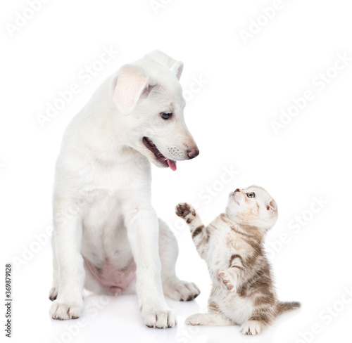 Playful kitten plays with puppy. isolated on white background
