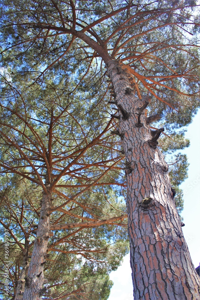 Obraz premium spring trees in the park