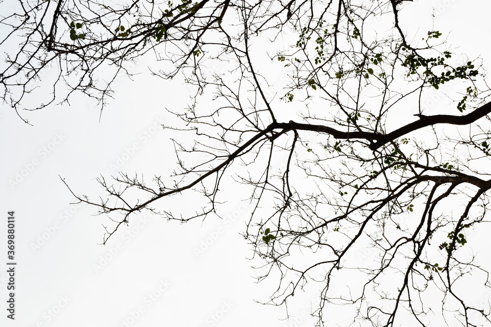 Obraz premium Tree branches silhouette on white background