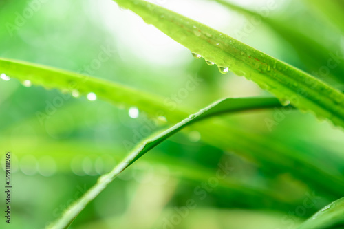 Blurred fresh green grass field with raindrop. Water drops or rain drop on green grass leaves in garden. Green grass leaves with bokeh background and sunlight. Nature background. Rainy season.