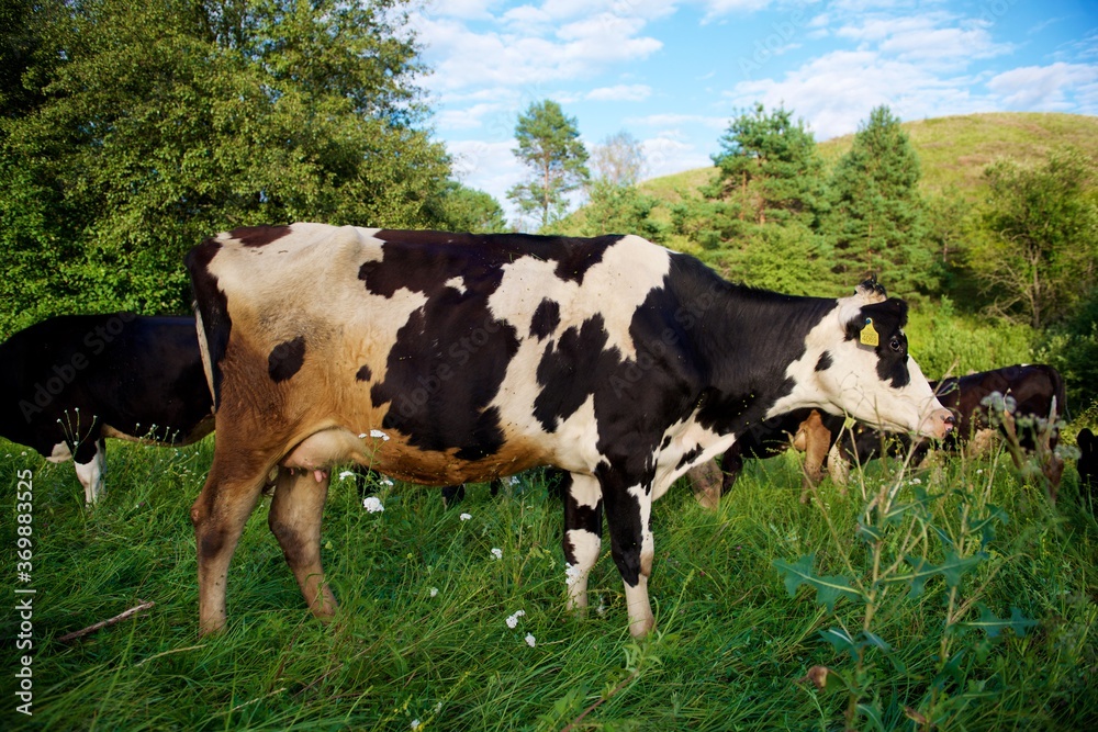 Beautiful cows on a green meadow