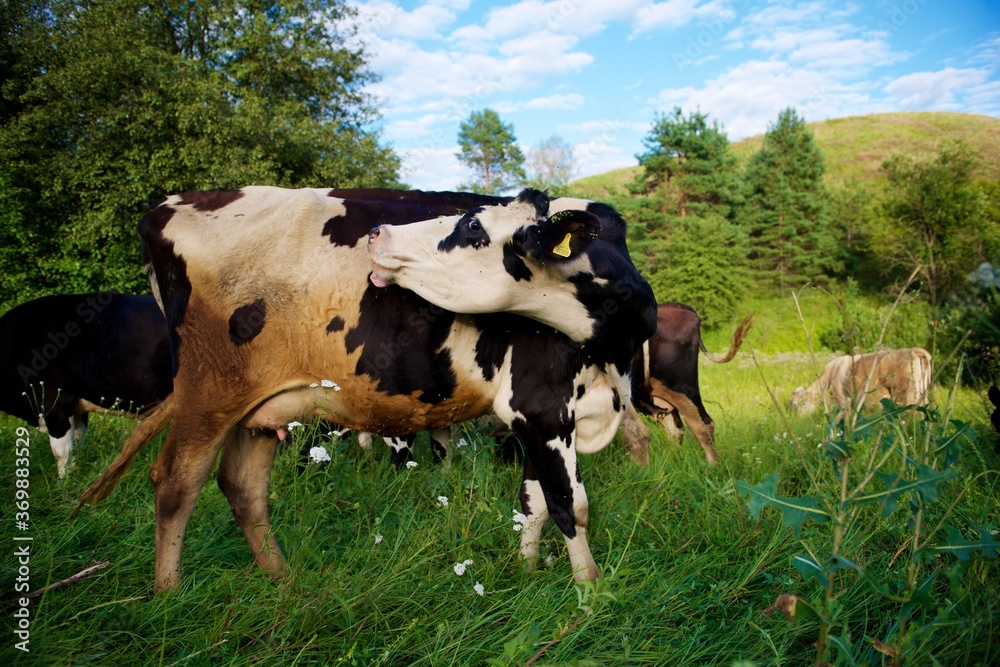 Fototapeta premium Beautiful cows on a green meadow