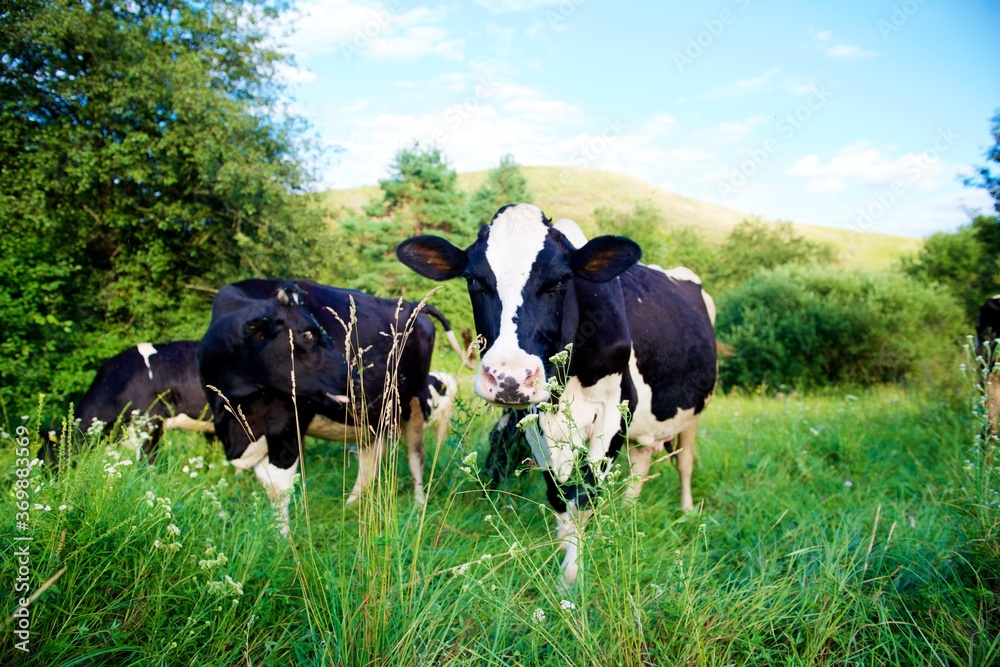 Beautiful cows on a green meadow Beautiful cows on a green meadow