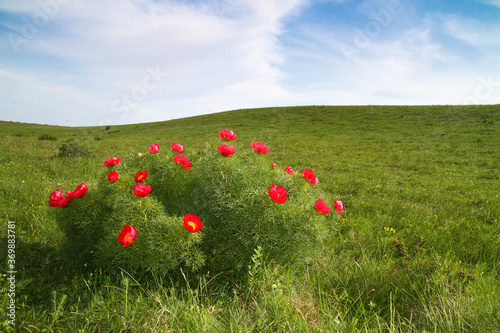 Blossomed bush fern leaf peony, Paeonia tenuifolia in the steppe photo