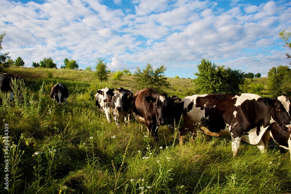 Cows on a beautiful green meadow
Cows on a beautiful green meadow