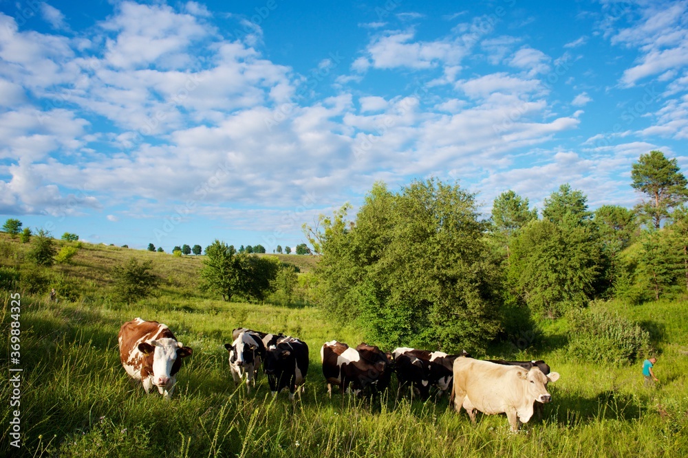 Fototapeta premium Cows on a beautiful green meadow 