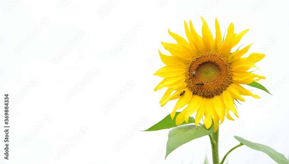 Fototapeta premium Sonnenblumen vor hellen Hintergrund isoliert und freigestellt