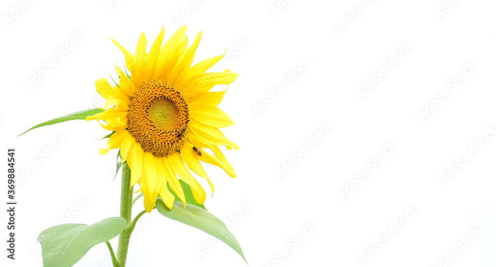 Obraz premium Sonnenblume vor weißen Hintergrund - isoliert und freigestellt 