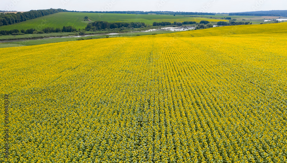 sunflower field, agriculture, view from above sunflower field, agriculture, view from above