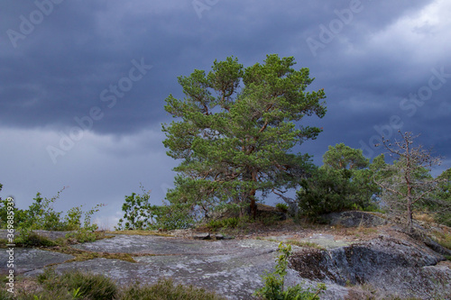 pine tree on the hill photo