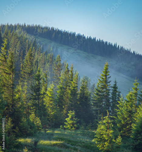 Fog over the forest in the Carpathian mountains