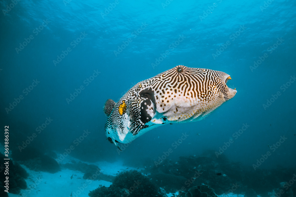 Fototapeta premium Pufferfish swimming among colorful coral reef