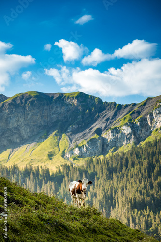 Simmentaler Fleckvieh on a summer morning in Kiental, Berner Oberland