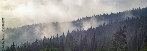 Fog over the forest in the Carpathian mountains