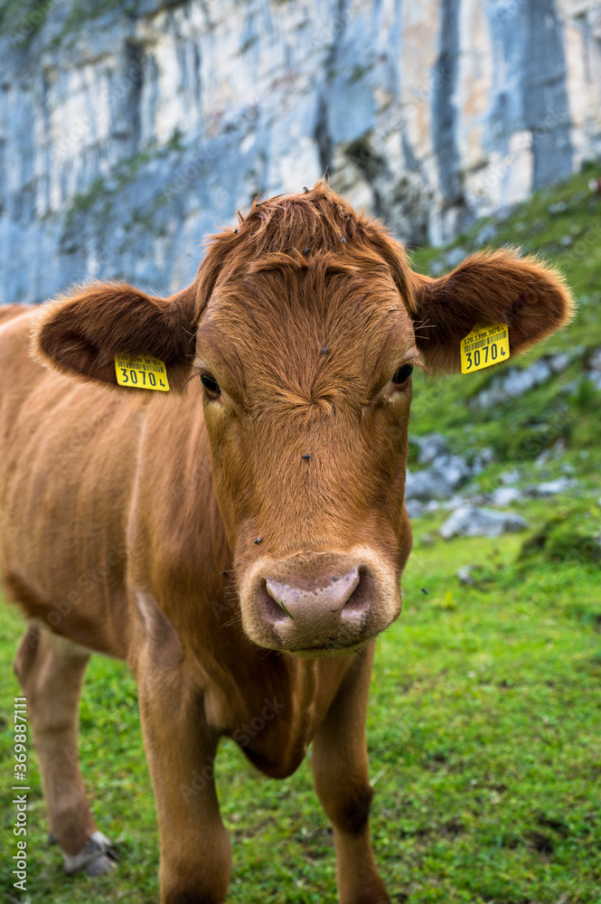 portrait of a young brown cow in Kiental