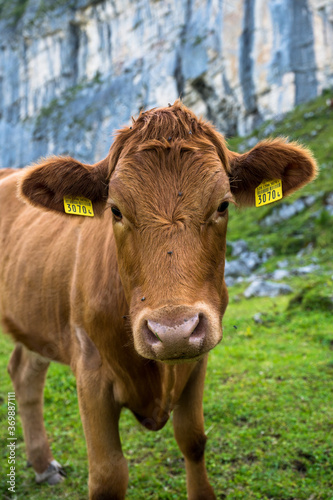 portrait of a young brown cow in Kiental