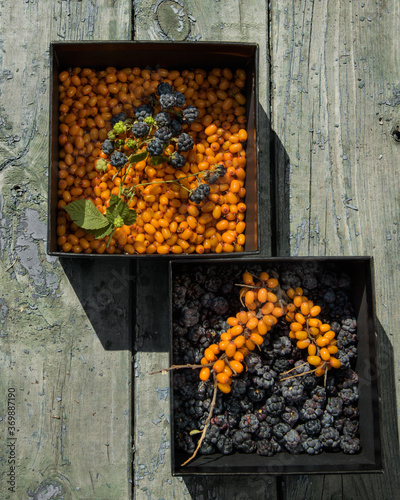 sunny still life of ripe blackberries and buckthorn