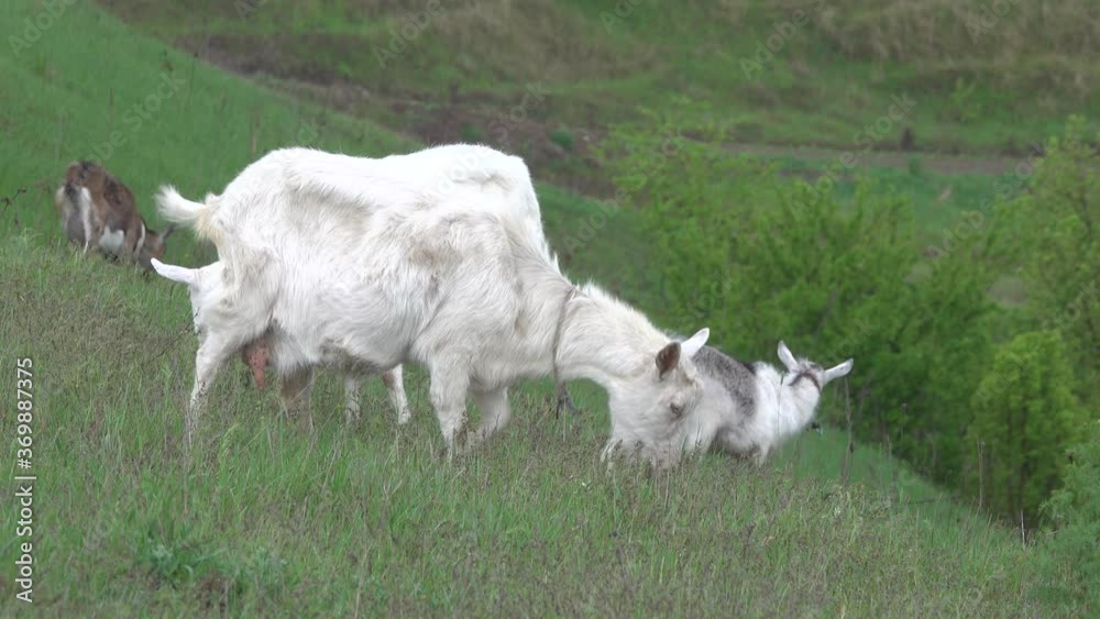 herd of domestic goats grazing in a meadow in a hilly area. herd of domestic goats grazing in a meadow in a hilly area.