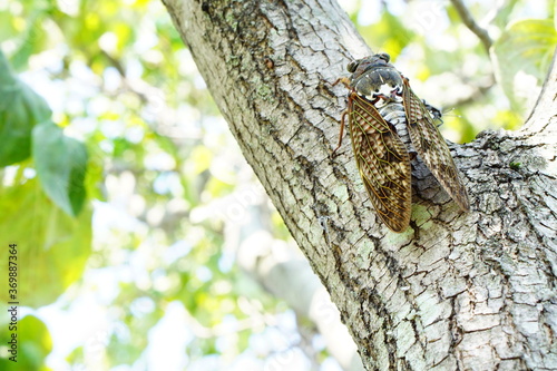 木に止まるセミ