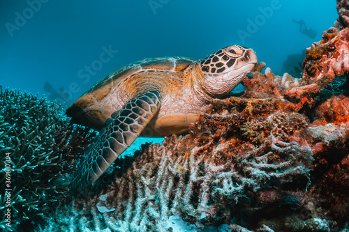 Turtle swimming underwater among colorful coral reef