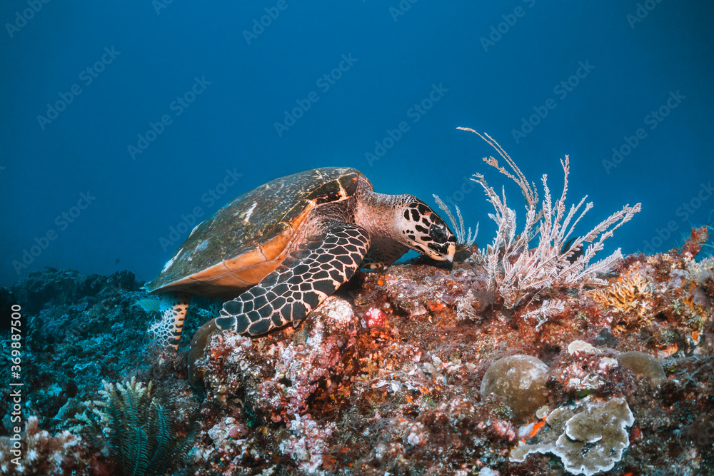 Naklejka premium Turtle swimming underwater among colorful coral reef