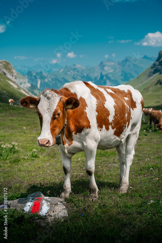 a swiss Simmental cow in Soustal, Berner Oberland