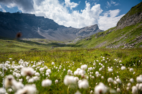 white cottongrass in wild and remote Soustal Valley  Bernese Highlands