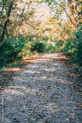 Fototapeta Naklejka Na Ścianę i Meble -  path in autumn forest