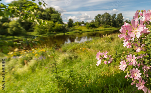 Beautiful landscape flowers on the river Bank. The chosen focus.