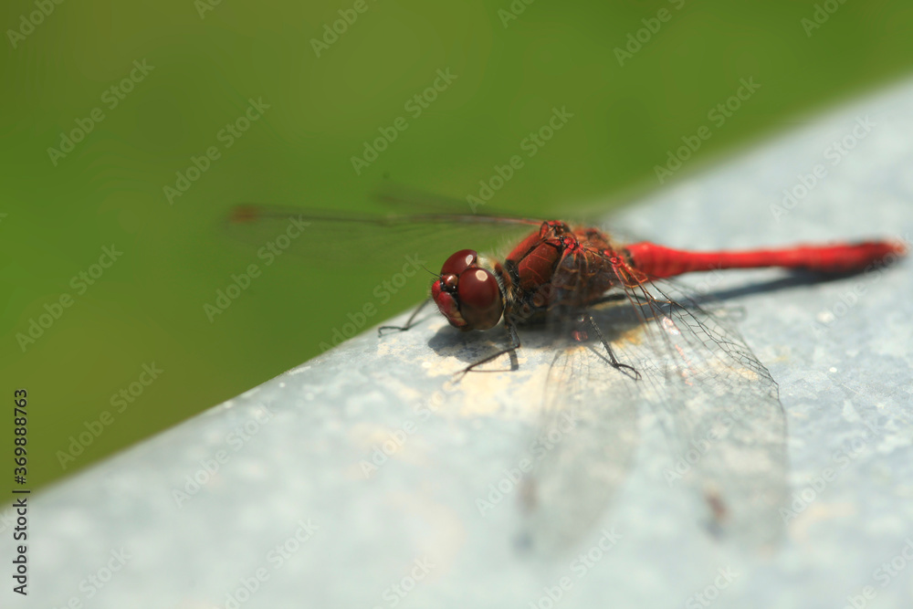 Red dragonfly sitting on table Red dragonfly sitting on table