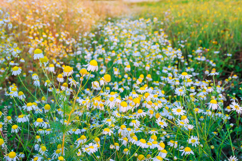 Blooming chamomile in the field. Chamomile flowers on a meadow in summer, Selective focus.