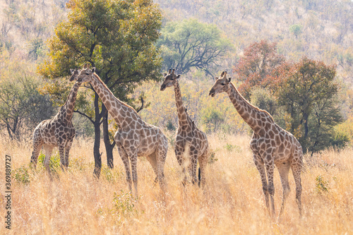 A herd of giraffe cows staring curiously at their surroundings in the bushveld.