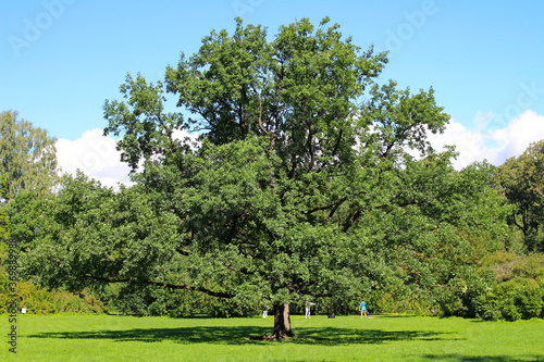 A huge old oak tree against a blue sky with clouds. Behind him, two girls go in for sports.