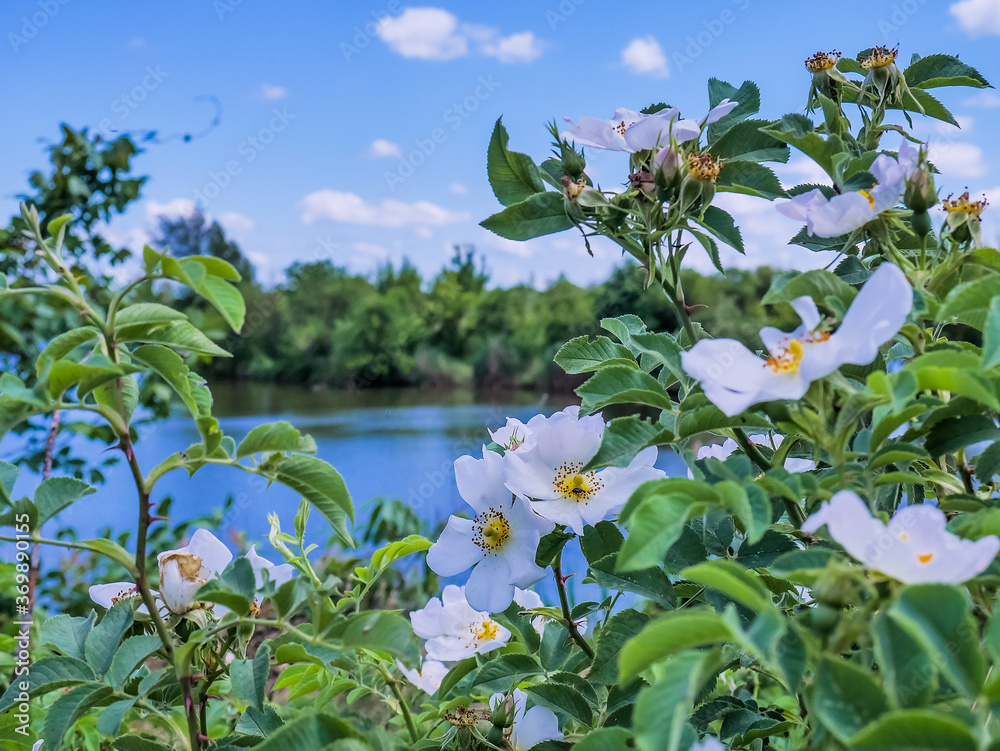 beautiful river landscape with blooming wild rose beautiful river landscape with blooming wild rose