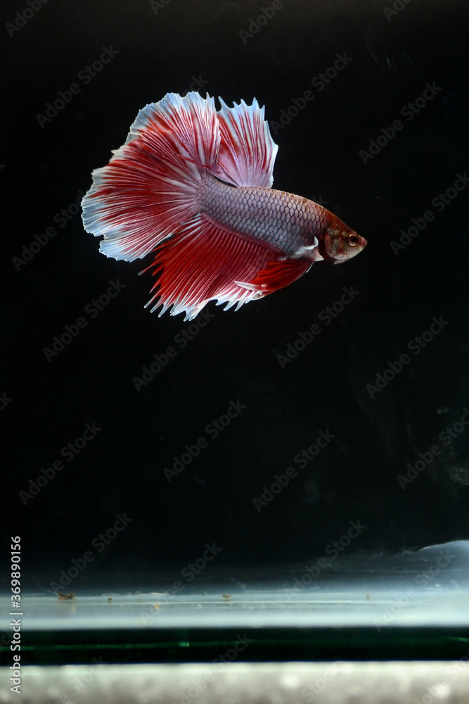 Obraz premium Betta fish isolated on black background. White body and red mix white tail