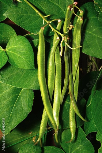 Photographie Firestorm runner beans growing on the plant, UK