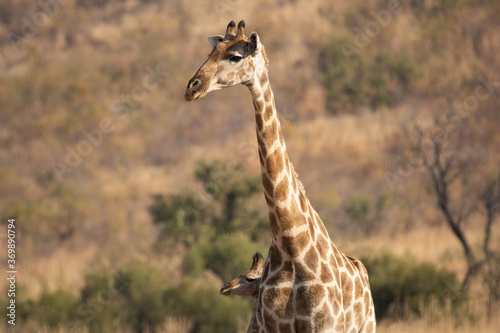 Sticker A wary giraffe cow, standing with her young calf in the bushveld.