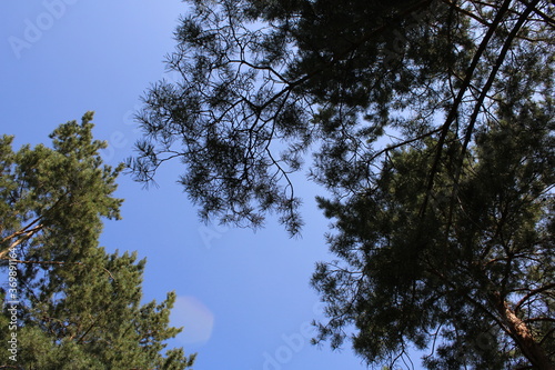 Branches Against A Clear, Sunny Sky
