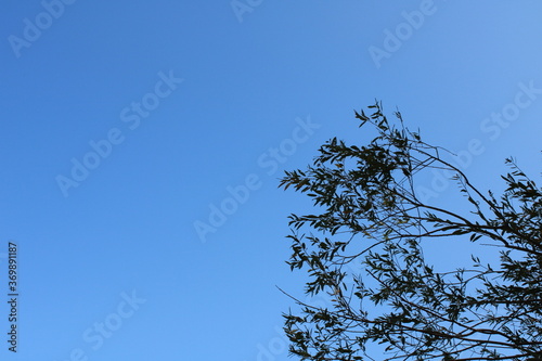 Branches Against A Clear, Sunny Sky