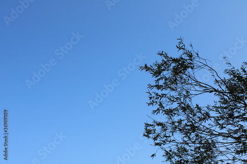 Branches Against A Clear, Sunny Sky