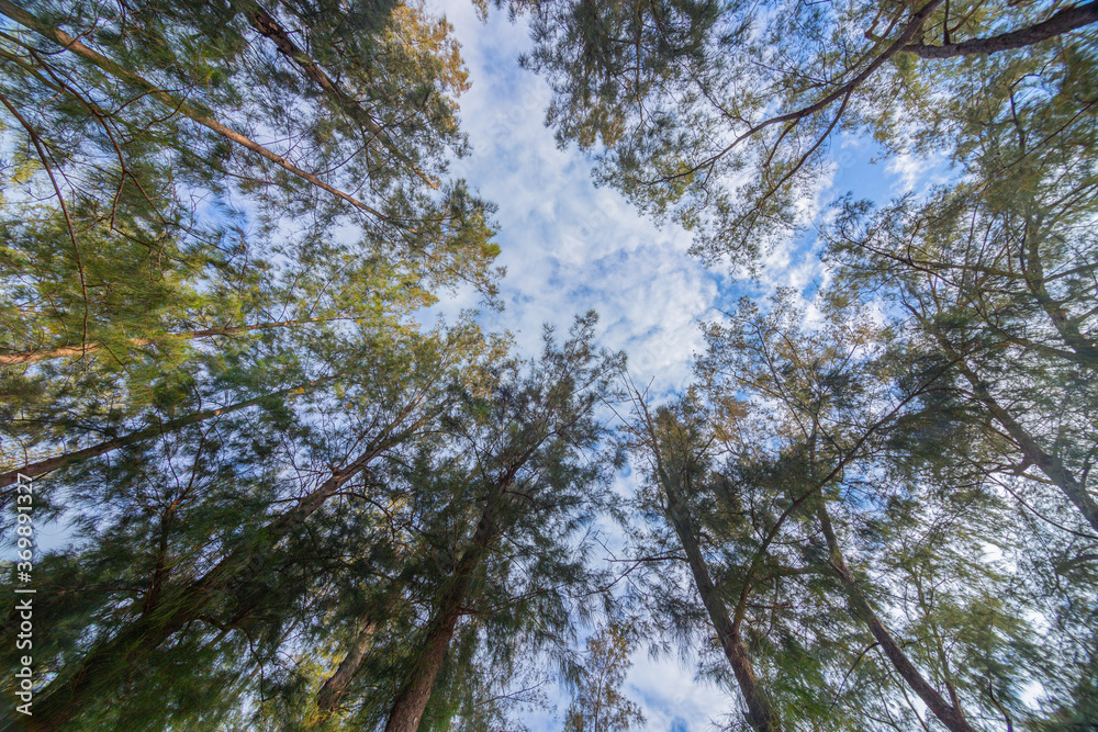 Obraz premium trees in the forest