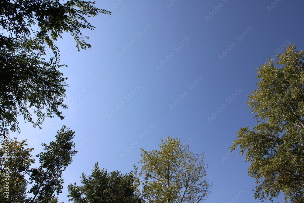 Branches Against A Clear, Sunny Sky Branches Against A Clear, Sunny Sky