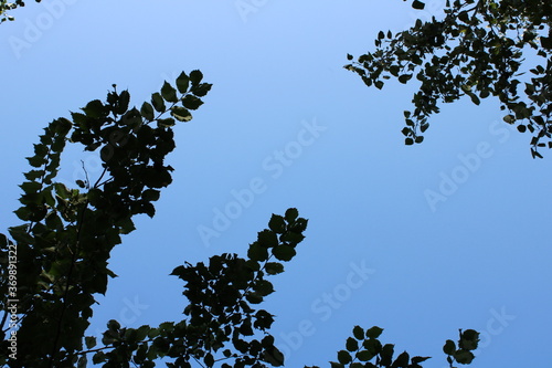 Branches Against A Clear, Sunny Sky