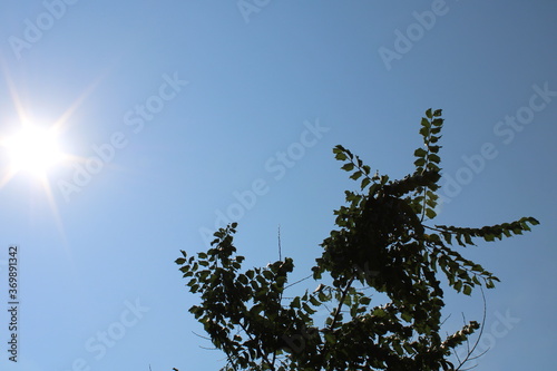 Branches Against A Clear, Sunny Sky