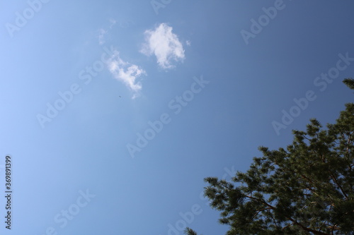 Branches Against A Clear, Sunny Sky
