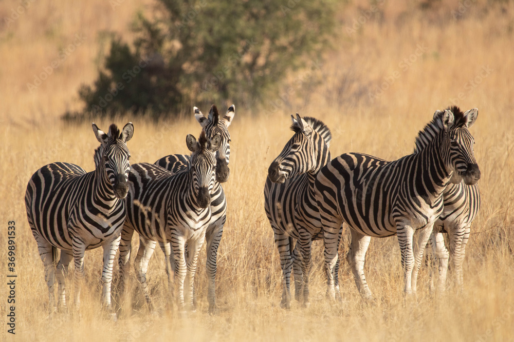 Naklejka premium A herd of zebras standing in a grassland.