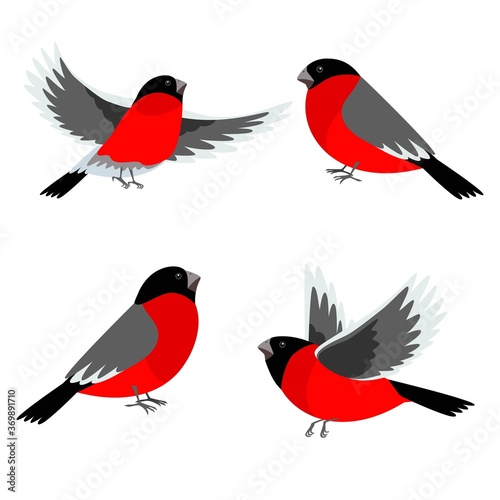 Set of bullfinch birds. Vector illustration for Christmas and New Year's greeting cards, invitations, media banners, printed material design..